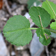 Blätterfoto Ononis rotundifolia