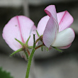 Blütenfoto Ononis rotundifolia
