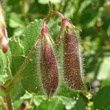 Fruchtfoto Ononis rotundifolia