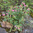 Habitusfoto Ononis rotundifolia