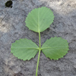 Foto von Besonderheit Ononis rotundifolia