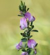 Habitusfoto Ononis spinosa