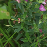 Blätterfoto Ononis spinosa