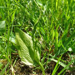 Habitusfoto Ophioglossum vulgatum