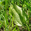 Blätterfoto Ophioglossum vulgatum