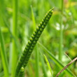 Foto von Besonderheit Ophioglossum vulgatum