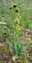 Habitusfoto Ophrys araneola