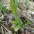 Blätterfoto Ophrys araneola