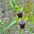 Portraitfoto Ophrys fusca