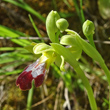 Blütenfoto Ophrys fusca