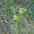 Stängel-/Stammfoto Ophrys fusca