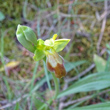 Foto von Besonderheit Ophrys fusca