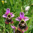 Blütenfoto Ophrys holosericea