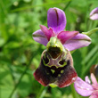 Portraitfoto Ophrys holosericea