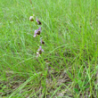 Habitusfoto Ophrys holosericea