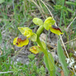 Blütenfoto Ophrys lutea