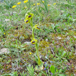 Habitusfoto Ophrys lutea