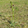 Habitusfoto Ophrys sphegodes