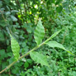 Stängel-/Stammfoto Oplismenus undulatifolius