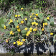 Habitusfoto Opuntia humifusa