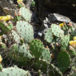 Blätterfoto Opuntia humifusa