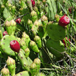 Fruchtfoto Opuntia humifusa