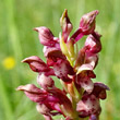 Blütenfoto Orchis coriophora