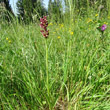 Habitusfoto Orchis coriophora