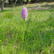 Habitusfoto Orchis italica