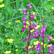 Blütenfoto Orchis laxiflora