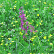 Habitusfoto Orchis laxiflora