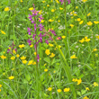 Blätterfoto Orchis laxiflora