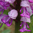 Portraitfoto Orchis militaris