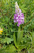 Habitusfoto Orchis militaris