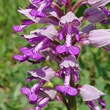 Blütenfoto Orchis militaris