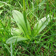 Blätterfoto Orchis militaris