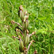 Fruchtfoto Orchis militaris