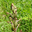 Fruchtfoto Orchis militaris