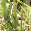 Blätterfoto Orchis morio