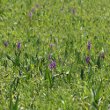 Stängel-/Stammfoto Orchis morio