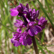 Portraitfoto Orchis morio