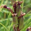 Fruchtfoto Orchis morio