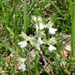 Foto von Besonderheit Orchis morio