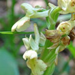 Foto von Besonderheit Orchis pallens