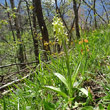 Habitusfoto Orchis pallens