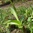 Blätterfoto Orchis pallens