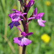 Blütenfoto Orchis palustris