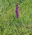 Habitusfoto Orchis palustris