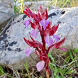 Portraitfoto Orchis papilionacea