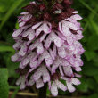 Portraitfoto Orchis purpurea